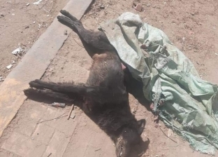إعدام الكلاب بالسم في بني سويف يثير جدلا على مواقع التواصل الاجتماعي