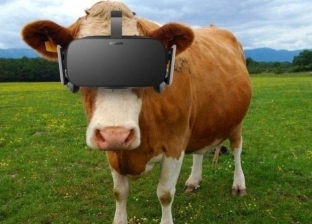 «البيطريين» عن استعمال نظارات الواقع الافتراضي مع الأبقار لإدرار اللبن: نفع كبير