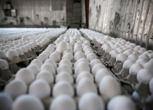 شنطة كروشيه لحماية البيض تثير جدلا واسعا: سعرها 1500 جنيه وتسع 20 بيضة