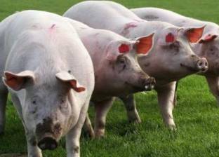 الصين تعلن عن تفش جديد لحمى الخنازير الإفريقية جنوبي البلاد