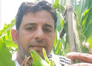 «محمد» يزرع فاكهة «الدراجون فروت» على سطح منزله: «أورجانيك وصحية للجسم»