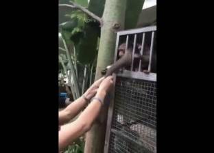 بالفيديو| قرد يحاول سرقة هاتف سيدة في حديقة حيوان