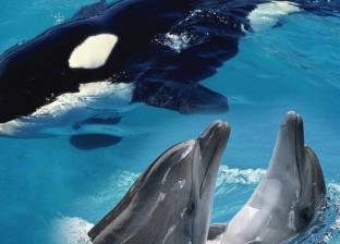 دولة أوروبية تلغي الحظر على تربية الحيتان القاتلة والدلافين