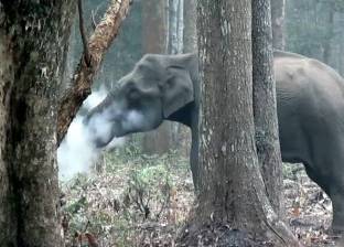 بالفيديو| فيل "يدخن" في الغابة