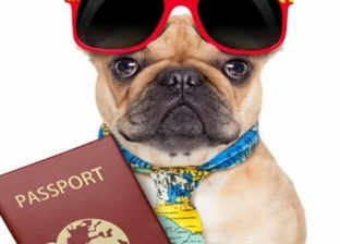 بـ"جواز سفر".. طبيب بيطري يشرح رحلة الكلب من مصر إلى الخارج