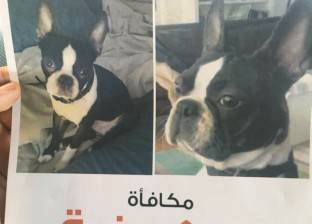 فنانة تعلن عن مكافأة 5 آلاف جنيه لمن يعثر على "كلب مفقود"