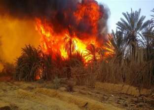 حريق بمزرعة يلتهم 6 آلاف دجاجة في الدقهلية بسبب «نار دفاية»