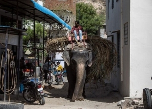 فيل يقتل مسنة هندية وينتقم منها في جنازتها.. «داس على جثتها»