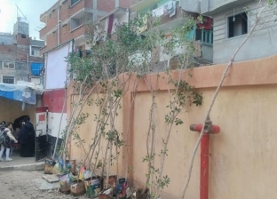 زراعة 20 شجرة موالح بإحدى مدارس وسط الإسكندرية تنفيذا لمبادرة الرئيس