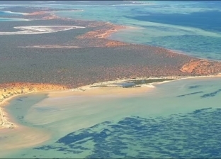 «خليج القرش» الأسترالي يفاجئ العالم بـ«أعشاب بحرية» من عمر الأهرامات