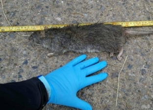 بالصور.. العثور على أكبر فأر في العالم
