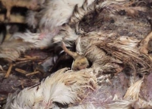 بالفيديو| دجاج مريض ومغطى بالحشرات داخل مزرعة "كنتاكي"