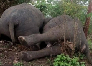 صاعقة برق تقتل 18 فيلا في محمية هندية بـ«غمضة عين»