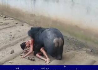 بالفيديو| دب يفترس سائحا بحديقة حيوان في تايلاند.. أطعمه بطريقة خاطئة