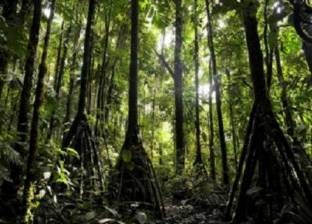 بالصور| عالم "سيد الخواتم" الحقيقي.. غابة أشجار تتحرك 20 مترا سنويا