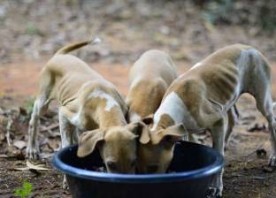 مطالبات بإيقاف مهرجان لتناول لحوم الكلاب في الصين