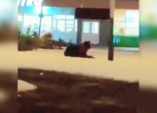 بالفيديو| دب عملاق يفاجئ السكان في روسيا