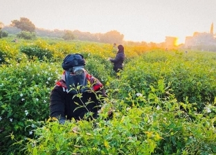 «أحمد» يوثق حصاد زهور الياسمين بالغربية بعدسة الموبايل: «طبيعة وريحة خلابة»