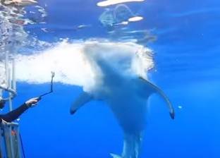 بالفيديو| بكل شجاعة.. "غطاس" يضع يده تحت فك سمكة قرش ضخمة