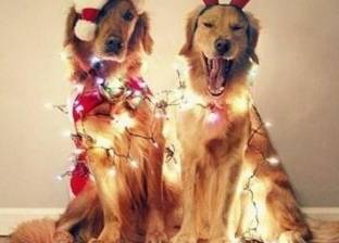 بالصور| الحيوانات الأليفة تشارك الأسر الاحتفال بـ"الكريسماس"