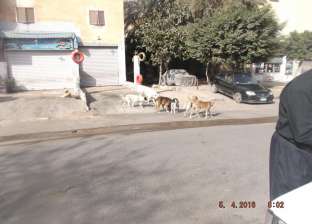 أهالي الفيوم ينتقدون انتشار تجمعات الكلاب الضالة في الشوارع