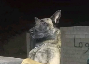 كلب بدرجة «عريف».. إيفار ينجح في إنقاذ حياة عشرات الليبيين في درنة (فيديو وصور)
