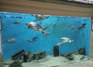 «الأكورايوم» معرض الأحياء المائية بالإسكندرية.. 92 عاما في عالم البحار