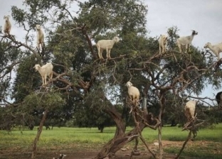 حقيقة إجبار الماعز على تسلق شجر الأركان فى المغرب لجذب السياح