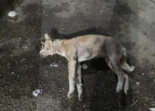 بالصور| إعدام الكلب المفترس في الدقهلية: "عضّ 15 بينهم 8 حالات خطيرة"