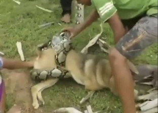 بالفيديو| "أطفال شجعان" ينقذون كلبهم من ثعبان حاول مهاجمته