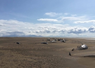صور.. العثور على 50 حوت نافق في أيسلندا "السبب غامض"