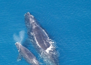 على خلفية "الحوت الأزرق".. هل يستطيع البشر سماع صوت الحيتان والدلافين؟