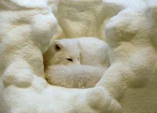 بالصور| الثعالب وسط الثلوج: جمال من نوع آخر
