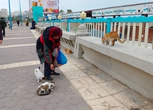 «إيمان» 22 عاما من إطعام قطط كورنيش الإسكندرية: «مفيش يوم فوته» 