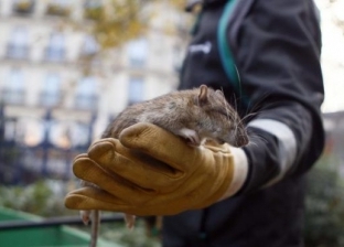 خطة حكومية لتعلم التعايش مع 5 ملايين فأر.. ماذا يحدث في فرنسا؟ (فيديو)