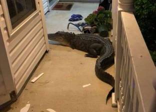 تمساح يقرع باب المنزل لعائلة أمريكية