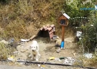 كلب ينتظر صاحبه المتوفي في المكان الذي مات فيه 18 شهرا