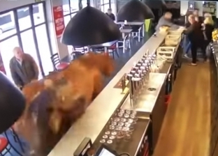 بالفيديو| حصان هائج يقتحم مقهى