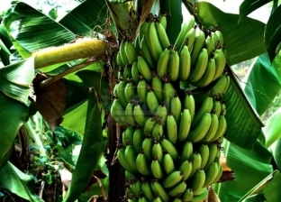 توصيات فنية لمزارعي الموز يجب مراعاتها خلال فبراير