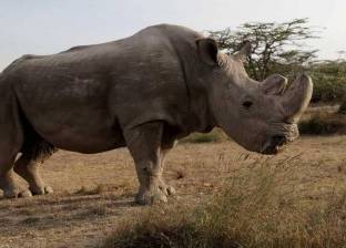 "نهاية مأساوية".. نفوق آخر ذكر في العالم من حيوان وحيد القرن الأبيض