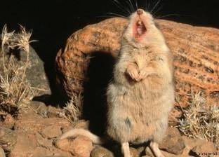  بالفيديو| فأر غريب يعوي كالذئاب ويفترس الحيونات وسم العقرب يخفف آلامه