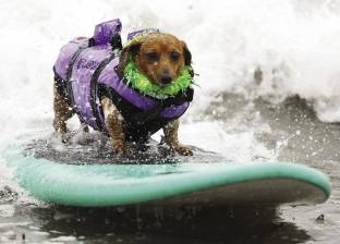 مسابقة لاختيار أفضل 10 كلاب تمارس التزلج على المياه