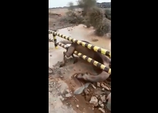 بالفيديو| السيول تجرف أعدادا من الإبل في السعودية