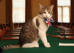 "قط" يحتل مكانة وظيفية كبيرة بمقر رئاسة الوزراء البريطانية