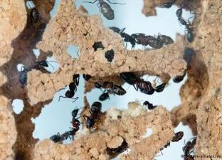 اللعاب – وسيلة كيميائية للتواصل بين النمل