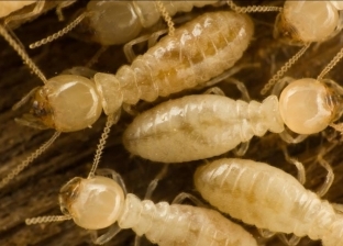 طرق الوقاية من النمل الأبيض بعد انتشاره بالإسكندرية.. 4 خطوات فقط