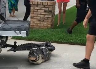 بالفيديو| تمساح يضرب رجلا ويفقد آخر وعيه
