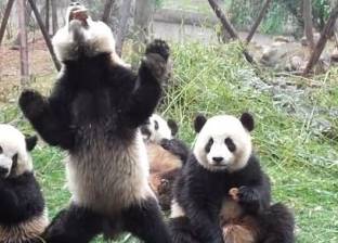 بالفيديو والصور| صغار "الباندا" يخطفون الطعام من بعضهم: "مشهد طريف"