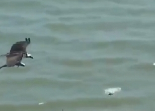 فيديو يرصد طائر يحلق حاملا سمكة تشبه القرش بين مخالبه