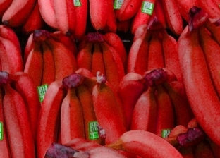 الموز الأحمر أغرب أنواع الفاكهة.. فوائد مذهلة تجبرك على شرائه